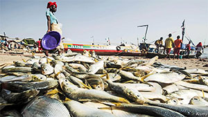 Fisheries Sector